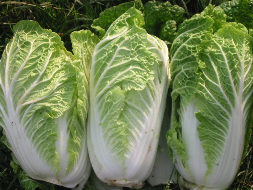 Chinesecabbage