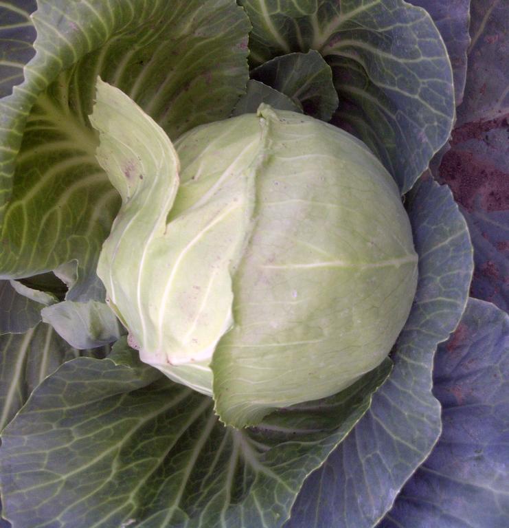 Early_cabbage