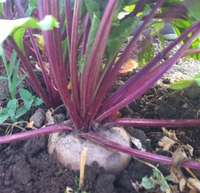 Red_beets