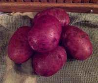 New_red_potatoes_1