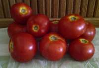 Early_tomatoes